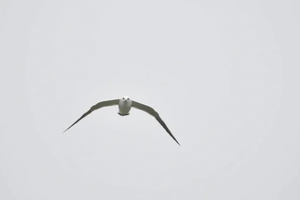 Las Gaviotas Son Aves Acuáticas Que Viven Las Orillas Del — Foto de Stock