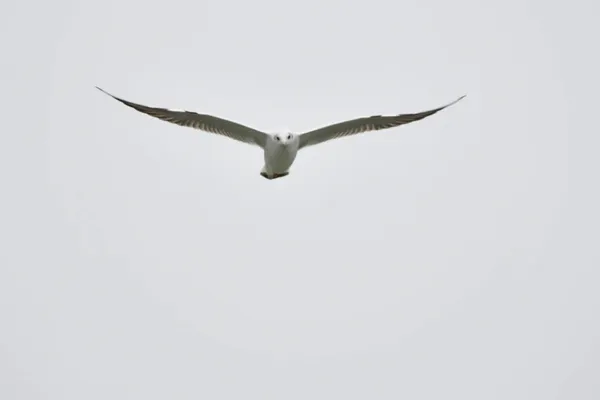 Las Gaviotas Son Aves Acuáticas Que Viven Las Orillas Del —  Fotos de Stock