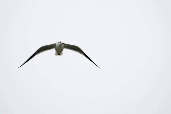 Las Gaviotas Son Aves Acuáticas Que Viven Las Orillas Del —  Fotos de Stock