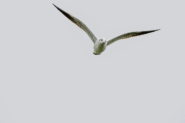 Las Gaviotas Son Aves Acuáticas Que Viven Las Orillas Del —  Fotos de Stock
