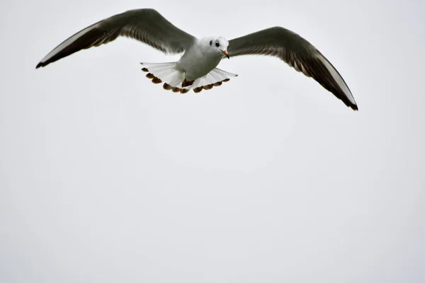 Gaivotas São Aves Aquáticas Que Vivem Nas Margens Dos Mares — Fotografia de Stock