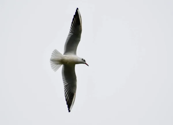 海鸥是生活在海岸上的水鸟 大约有鸽子那么大 也很热切 海鸥有柔软而锐利的翅膀 顶部有弯曲而结实的喙 — 图库照片