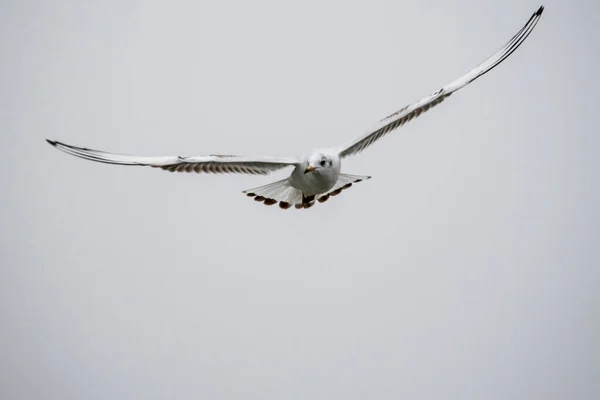 Seagulls are waterfowl that live on the shores of the seas, they are about the size of a pigeon and an eagle.The birds have supple and sharp wings, and at the top they have a bent and strong beak