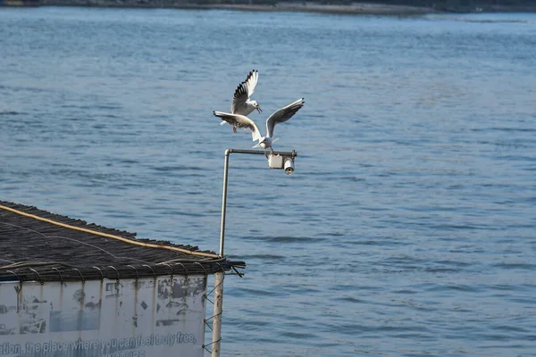 Gaivotas São Aves Aquáticas Que Vivem Nas Margens Dos Mares — Fotografia de Stock