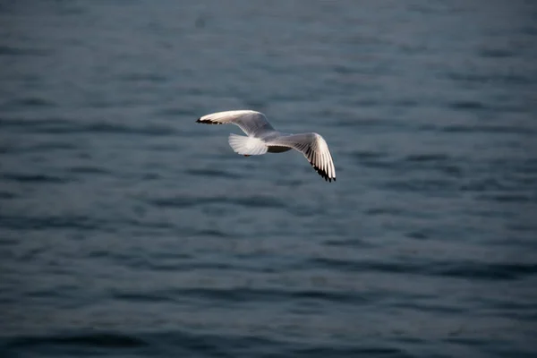 Zeemeeuwen Zijn Watervogels Die Kusten Van Zee Leven Zijn Ongeveer — Stockfoto