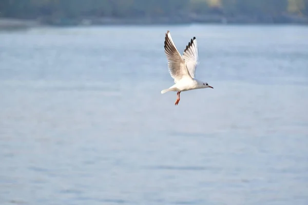 Gabbiani Sono Uccelli Acquatici Che Vivono Sulle Rive Del Mare — Foto Stock