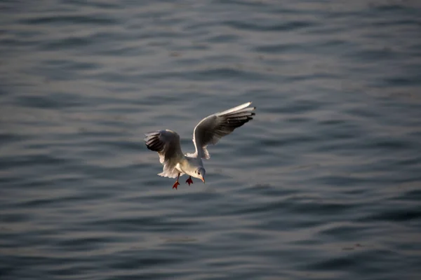 Gaivotas São Aves Aquáticas Que Vivem Nas Margens Dos Mares — Fotografia de Stock