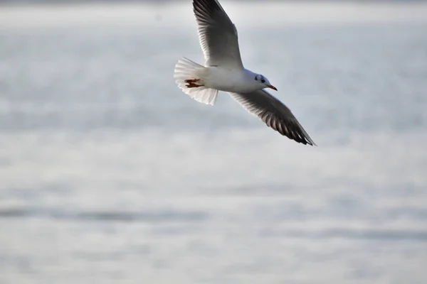 Gabbiani Sono Uccelli Acquatici Che Vivono Sulle Rive Del Mare — Foto Stock