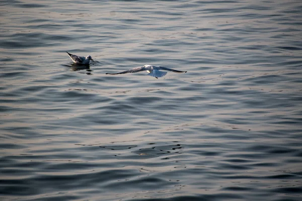 Gabbiani Sono Uccelli Acquatici Che Vivono Sulle Rive Del Mare — Foto Stock