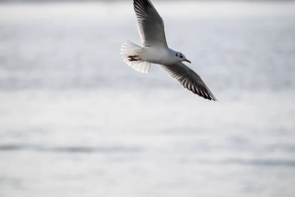 Martılar Denizin Kıyılarında Yaşayan Kuşlarıdır Yaklaşık Bir Güvercin Bir Kartal — Stok fotoğraf