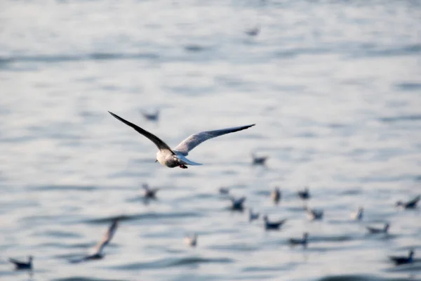 Γλάροι Είναι Υδρόβια Πτηνά Που Ζουν Στις Ακτές Των Θαλασσών — Φωτογραφία Αρχείου