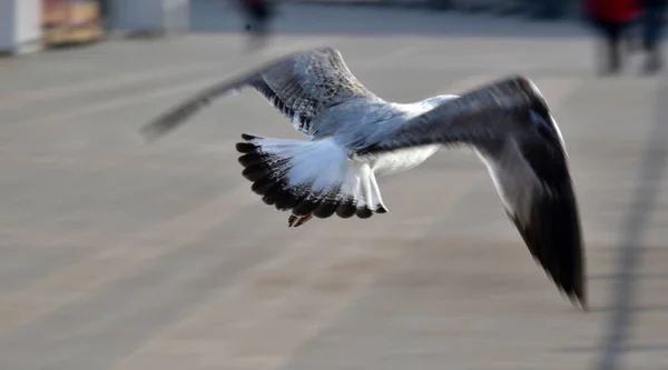 Gaivotas São Aves Aquáticas Que Vivem Nas Margens Dos Mares — Fotografia de Stock