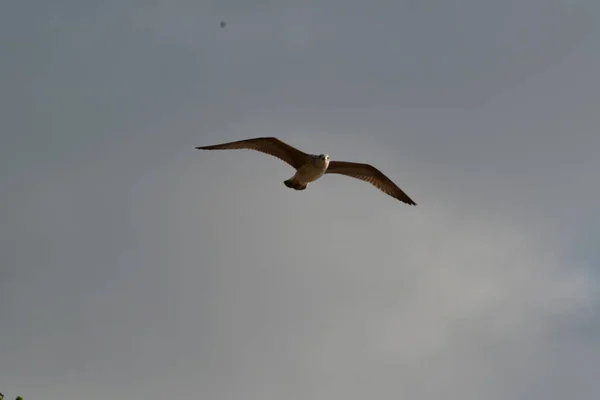 海鸥是生活在海岸上的水鸟 大约有鸽子那么大 也很热切 海鸥有柔软而锐利的翅膀 顶部有弯曲而结实的喙 — 图库照片