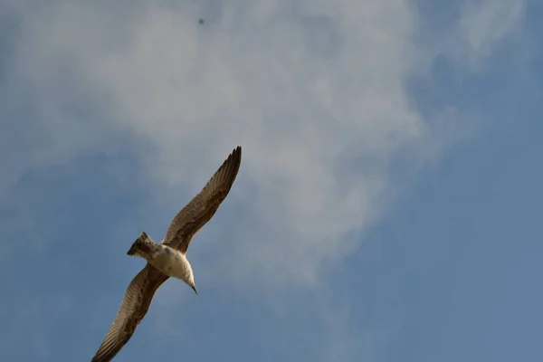 Mewy Ptactwo Wodne Żyjące Brzegach Mórz Wielkości Gołębia Orła Ptaki — Zdjęcie stockowe