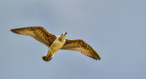 Gaivotas São Aves Aquáticas Que Vivem Nas Margens Dos Mares — Fotografia de Stock