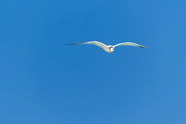 Gaivotas São Aves Aquáticas Que Vivem Nas Margens Dos Mares — Fotografia de Stock