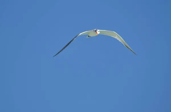 Gaivotas São Aves Aquáticas Que Vivem Nas Margens Dos Mares — Fotografia de Stock