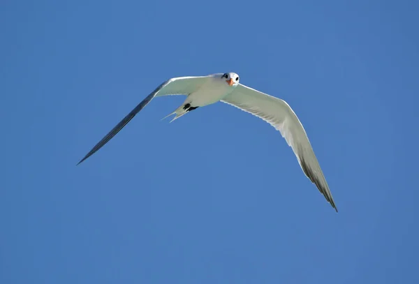 Gaivotas São Aves Aquáticas Que Vivem Nas Margens Dos Mares — Fotografia de Stock