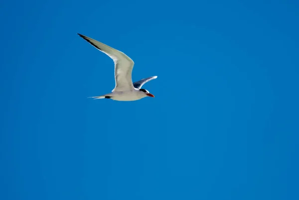 Gaivotas São Aves Aquáticas Que Vivem Nas Margens Dos Mares — Fotografia de Stock