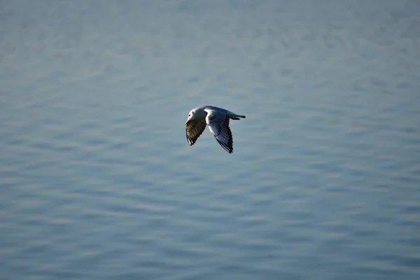 Gaivotas São Aves Aquáticas Que Vivem Nas Margens Dos Mares — Fotografia de Stock