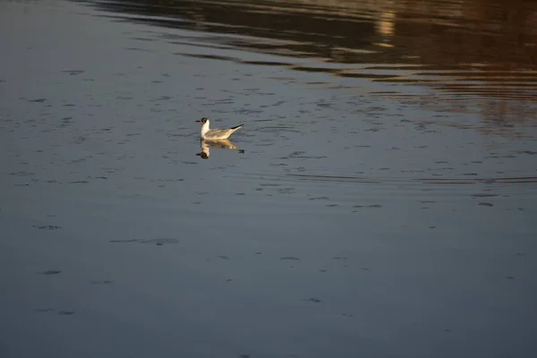 Seagulls Waterfowl Live Shores Seas Size Pigeon Eagle Birds Have — Stock Photo, Image