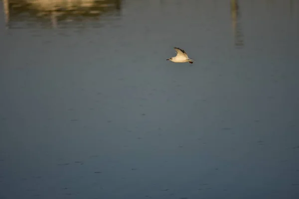 Zeemeeuwen Zijn Watervogels Die Kusten Van Zee Leven Zijn Ongeveer — Stockfoto
