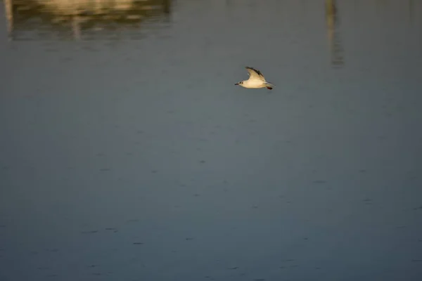 Las Gaviotas Son Aves Acuáticas Que Viven Las Orillas Del — Foto de Stock