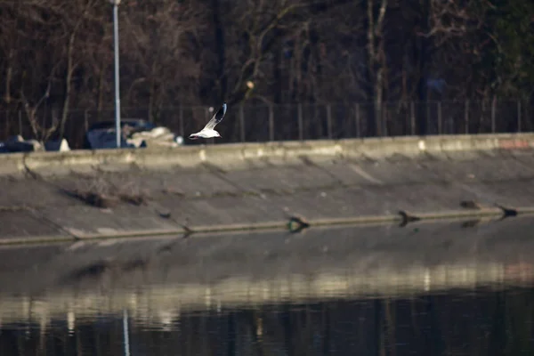 Seagulls Waterfowl Live Shores Seas Size Pigeon Eagle Birds Have — Stock Photo, Image