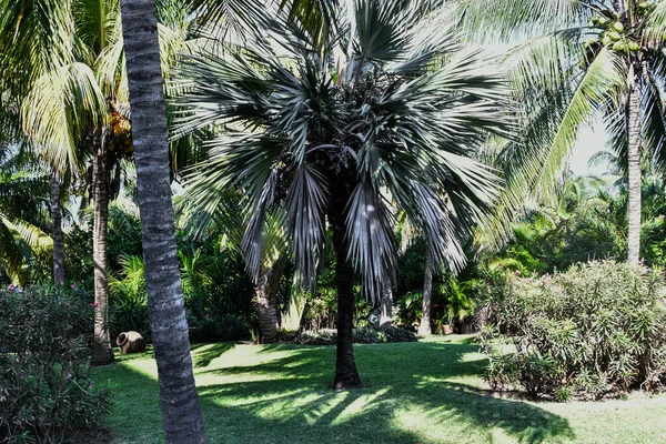 酒店区 游泳池 棕榈树 热带植被是墨西哥湾沿岸的温泉度假胜地 其热带气候的温度在最低15至最高35度之间 — 图库照片
