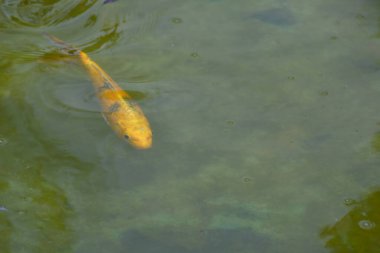 Cancun, Hotel Area, plajlar, deniz, yüzme havuzları, palmiye ağaçları, tropikal bitki örtüsü Meksika Körfezi kıyısında en az 15 ila en fazla 35 derece sıcaklıkta tropikal iklimi olan bir spa merkezidir.