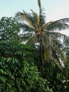 Cancun, Hotel Area, plajlar, deniz, yüzme havuzları, palmiye ağaçları, tropikal bitki örtüsü Meksika Körfezi kıyısında en az 15 ila en fazla 35 derece sıcaklıkta tropikal iklimi olan bir spa merkezidir.
