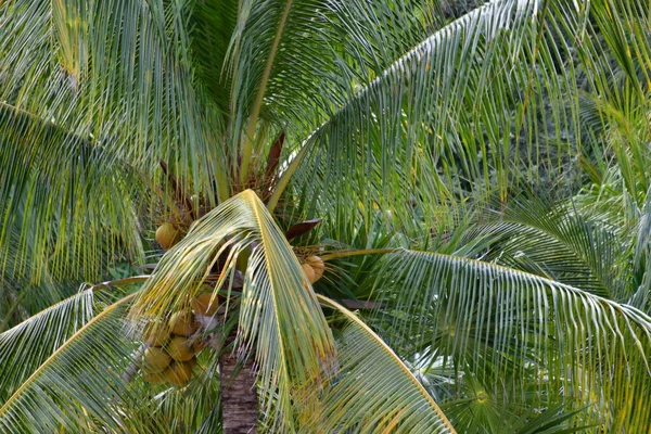 Cancun Hotelbereich Strände Meer Schwimmbäder Palmen Tropische Vegetation Ist Ein — Stockfoto