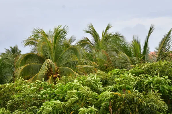 カンクン ホテルエリア ビーチ スイミングプール ヤシの木 熱帯植物は メキシコ湾の海岸にあるスパリゾートです 間の温度と熱帯気候 最小15と最大35度 — ストック写真