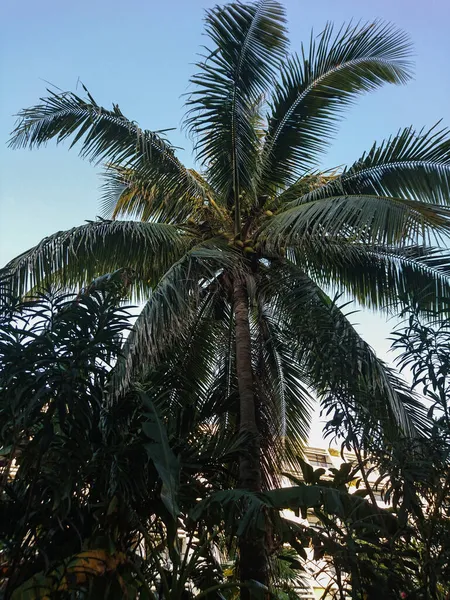 カンクン ホテルエリア ビーチ スイミングプール ヤシの木 熱帯植物は メキシコ湾の海岸にあるスパリゾートです 間の温度と熱帯気候 最小15と最大35度 — ストック写真