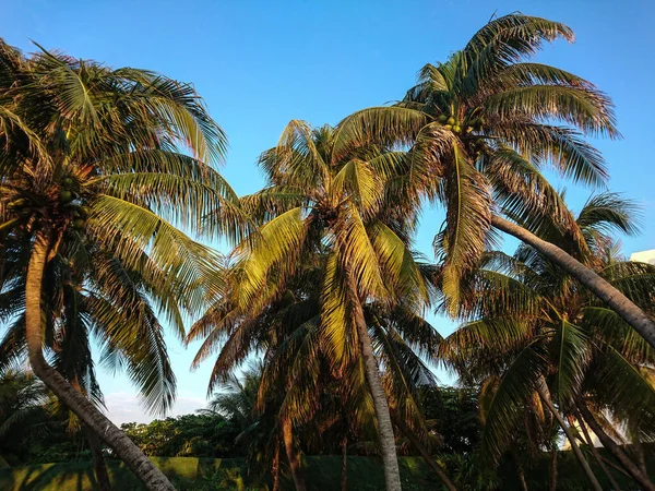 Cancun Hotel Area Praias Mar Piscinas Palmeiras Vegetação Tropical Resort — Fotografia de Stock