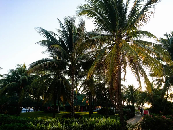 酒店区 游泳池 棕榈树 热带植被是墨西哥湾沿岸的温泉度假胜地 其热带气候的温度在最低15至最高35度之间 — 图库照片