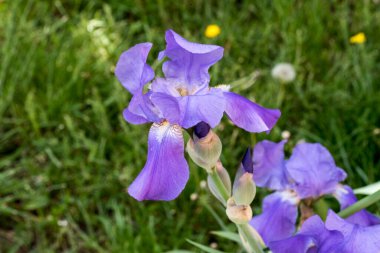 Stanjenel ya da Iris, yaprak saplı ve büyük, parlak renkli çiçekleri olan Iridaceae familyasının monotipik bitkisidir..