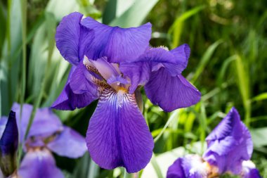 Stanjenel ya da Iris, yaprak saplı ve büyük, parlak renkli çiçekleri olan Iridaceae familyasının monotipik bitkisidir..