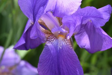 Stanjenel ya da Iris, yaprak saplı ve büyük, parlak renkli çiçekleri olan Iridaceae familyasının monotipik bitkisidir..