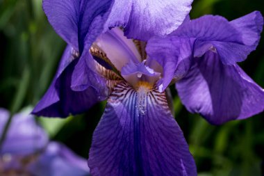 Stanjenel ya da Iris, yaprak saplı ve büyük, parlak renkli çiçekleri olan Iridaceae familyasının monotipik bitkisidir..