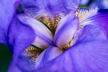 Stanjenel ya da Iris, yaprak saplı ve büyük, parlak renkli çiçekleri olan Iridaceae familyasının monotipik bitkisidir..