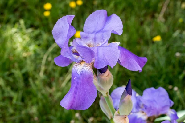 Stanjenel Iris Una Planta Monocotiledónea Familia Iridaceae Con Tallo Frondoso —  Fotos de Stock