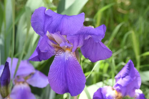 Stanjenel Iris Yaprak Saplı Büyük Parlak Renkli Çiçekleri Olan Iridaceae — Stok fotoğraf
