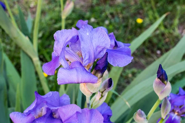 Stanjenel Iris Monocotyledonous Plant Iridaceae Family Leafy Stem Large Brightly — Stock Photo, Image
