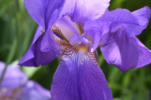 Stanjenel ya da Iris, yaprak saplı ve büyük, parlak renkli çiçekleri olan Iridaceae familyasının monotipik bitkisidir..