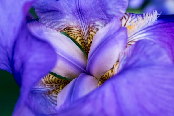 Stanjenel ya da Iris, yaprak saplı ve büyük, parlak renkli çiçekleri olan Iridaceae familyasının monotipik bitkisidir..