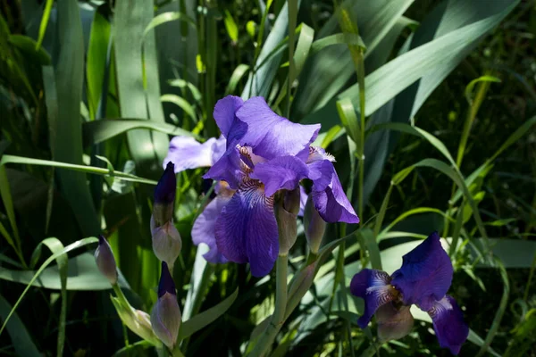 Stanjenel Iris Monocotyledonous Plant Iridaceae Family Leafy Stem Large Brightly Stock Picture