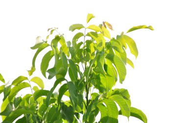 Ceviz ağacı, hem doğal bitki örtüsü hem de ekinler olarak ılıman ve Akdeniz bölgelerinde yaygın bir ağaçtır. Doğu Balkanlar 'dan Himalayalar ve Çin' e kadar yayılır.