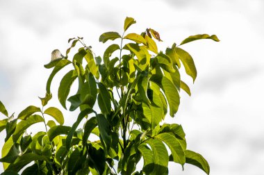 Ceviz ağacı, hem doğal bitki örtüsü hem de ekinler olarak ılıman ve Akdeniz bölgelerinde yaygın bir ağaçtır. Doğu Balkanlar 'dan Himalayalar ve Çin' e kadar yayılır.