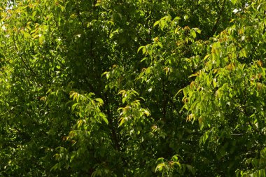 Ceviz ağacı, hem doğal bitki örtüsü hem de ekinler olarak ılıman ve Akdeniz bölgelerinde yaygın bir ağaçtır. Doğu Balkanlar 'dan Himalayalar ve Çin' e kadar yayılır.